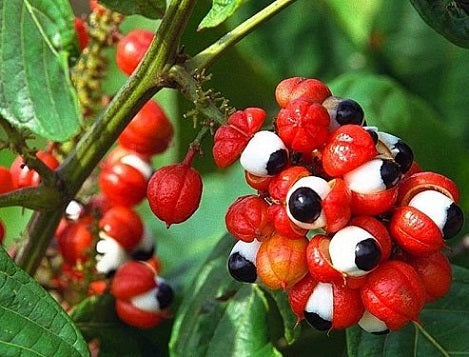 Beneficios del guaraná para la salud