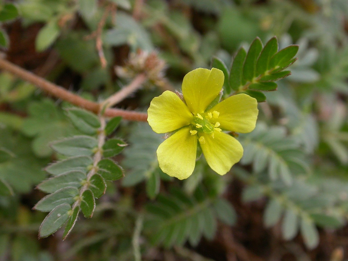 Tribulus terrestris: poderoso aliado para la salud sexual