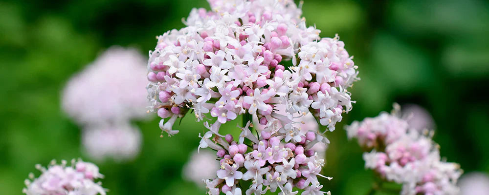 Cómo los suplementos de valeriana te ayudan a relajarte