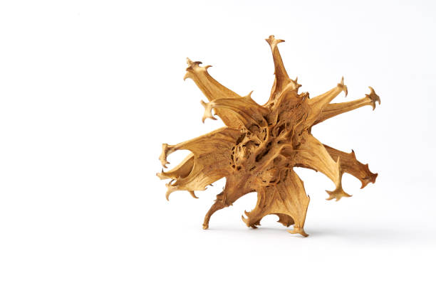 Conoce la garra del diablo y sus beneficios