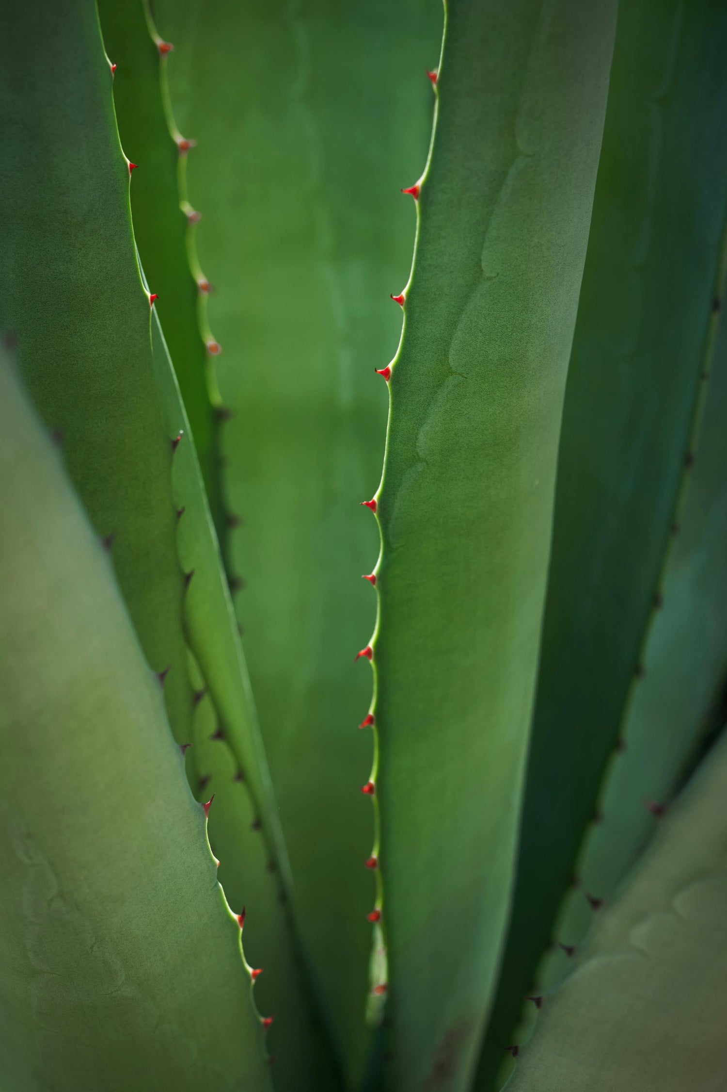 Beneficios del aloe vera