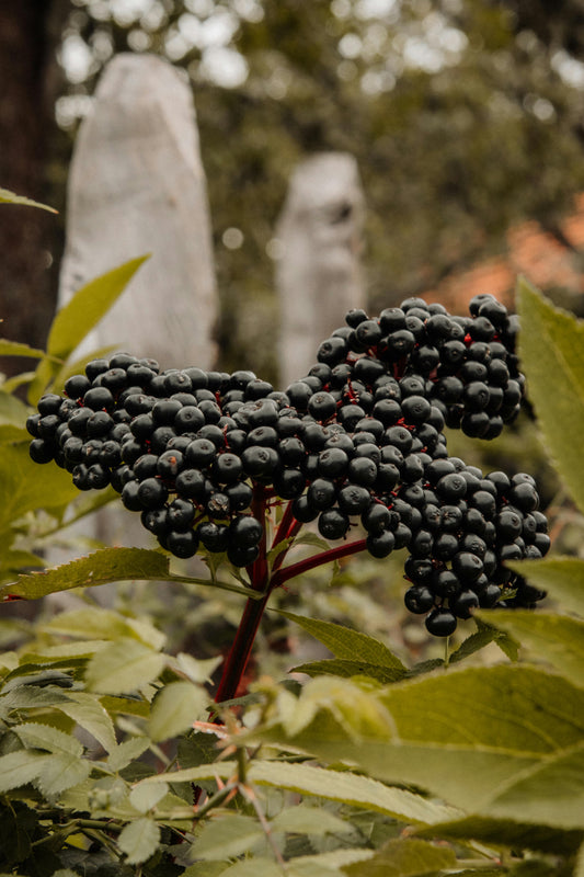 Propiedades del saúco para el alivio de resfriados