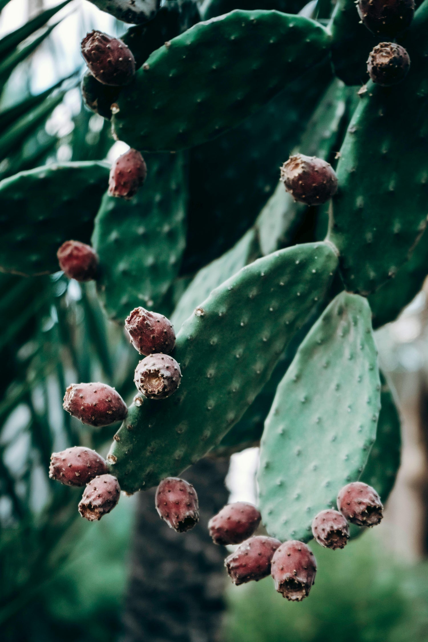 Fibra de nopal y linaza: un suplemento natural para la digestión